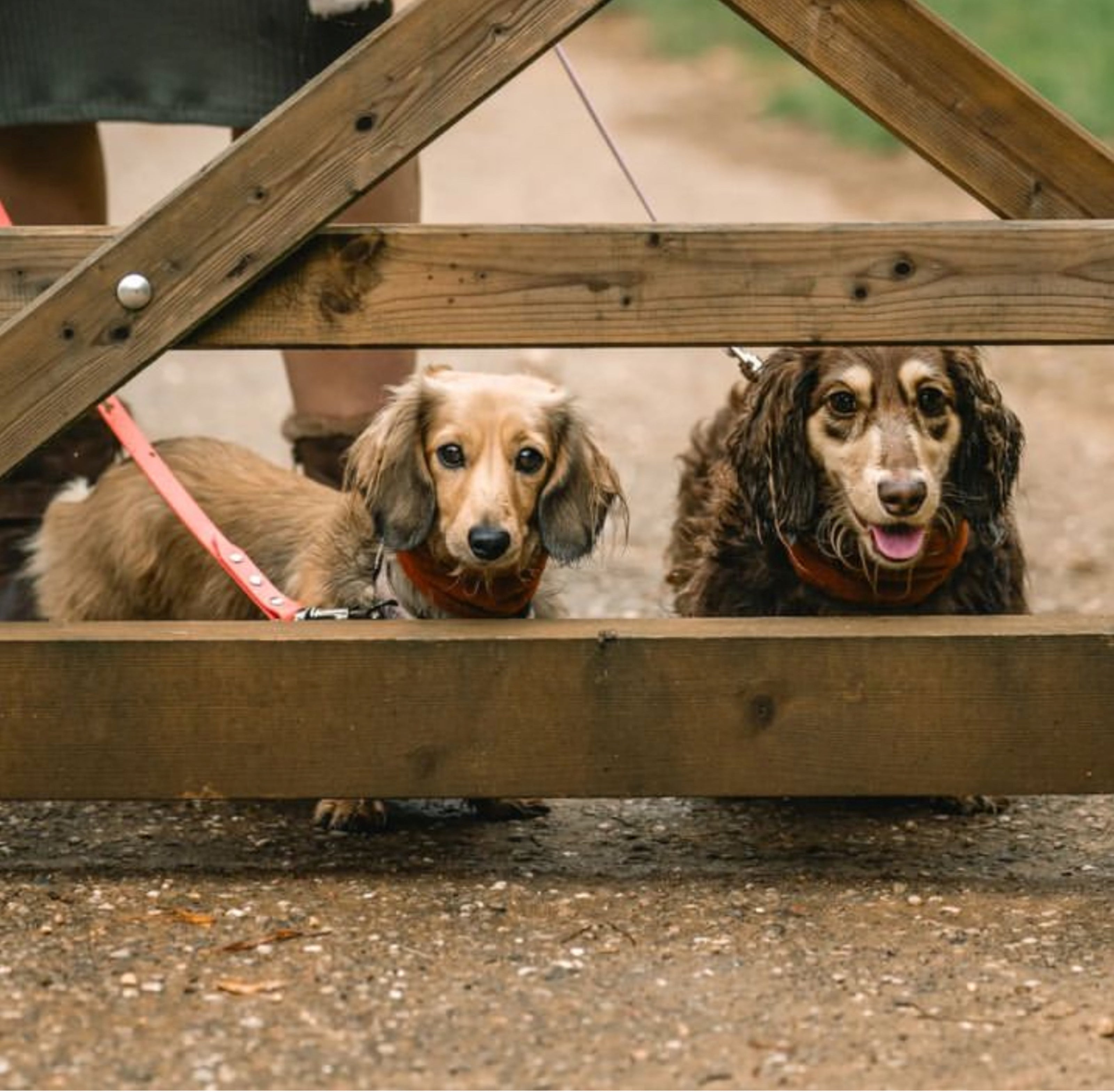 Two dogs standing behind a brown gate.