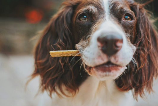 Ditch the Dyes, Delight Your Dog: Unveiling the Benefits of All-Natural Treats